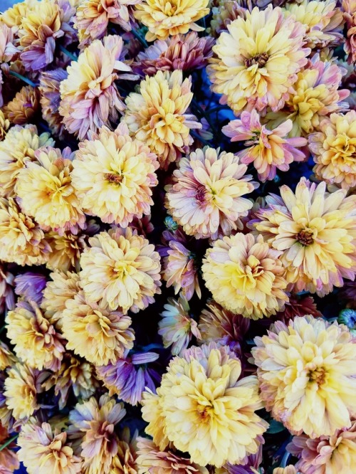 crystalcurses: autumn mums.