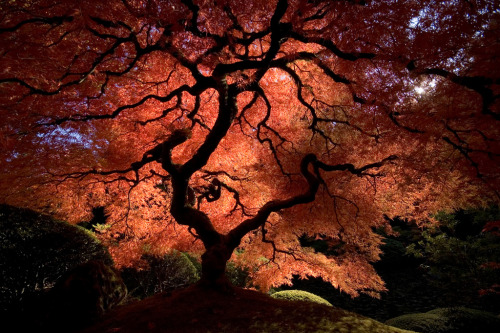 by-grace-of-god:Changing seasons of the much photographed maple tree at Portland’s Japanese Garden