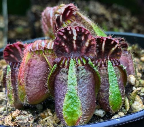 jeremiahsplants:Cephalotus are such cool