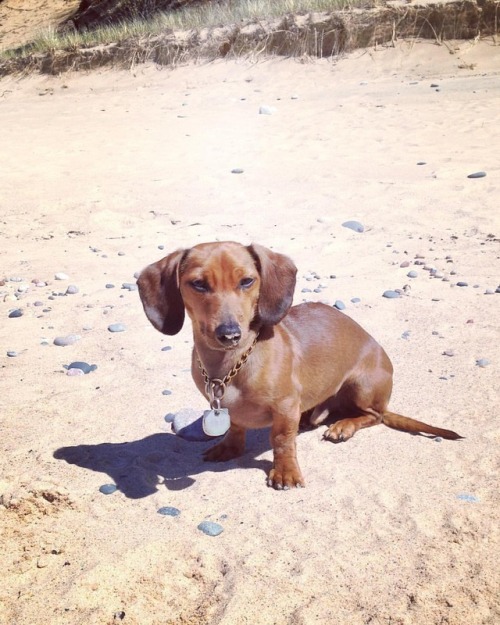 #sandydog #campmichigan #picturerocksnationallakeshore #picturedrocks #camping #dachshund #happydog 