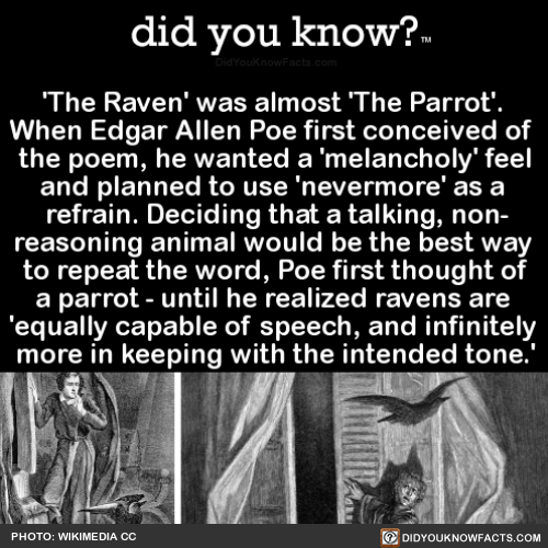 jacobtheloofah:did-you-know:‘The Raven’ was almost ‘The Parrot’. When Edgar Allen Poe first conceive