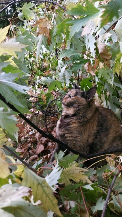 unflatteringcatselfies - Her name is Celeste (Cece)