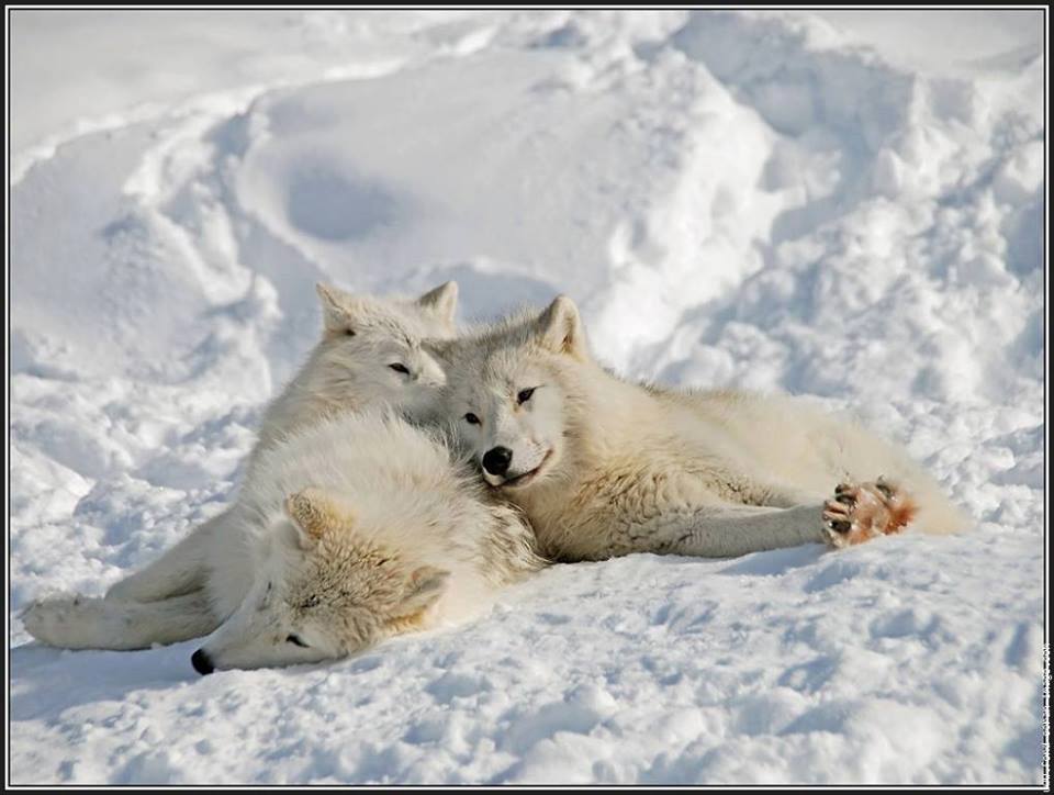 Stop Killing Wolves!
