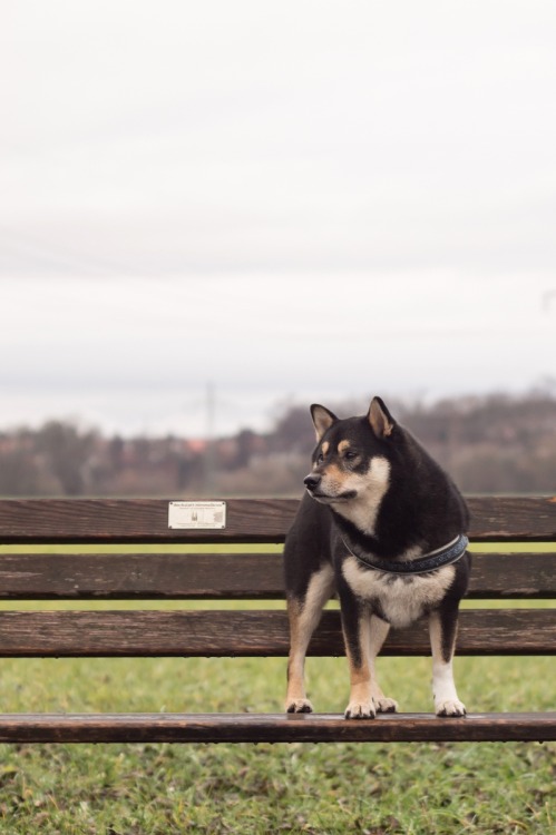 hoellenhunde:Meeting Janosch ♥