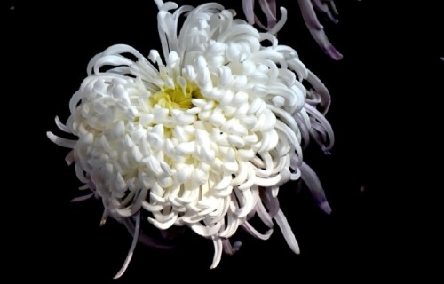 flower for qingming festival in china