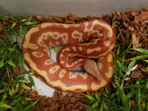 A fresh shed Jubilee!T+ Albino Blood Python, Python brongersmai.