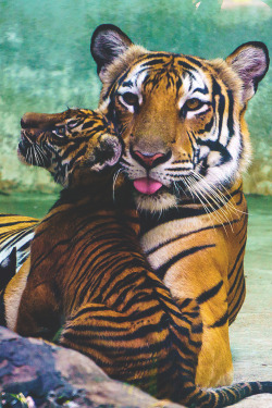 visualechoess:  Indochinese tigers - by: Tan Le