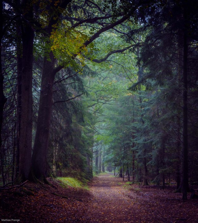 A few more pictures from my Sunday walk
