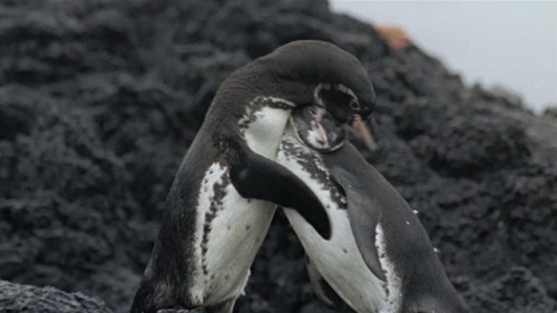 i could really use a penguin hug right now