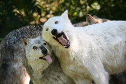 Wolveswolves:  Apache And Kaila At The Wolf Conservation Center Source 