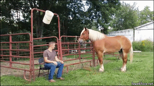 lawebloca:  Ice Bucket Challenge with horse 