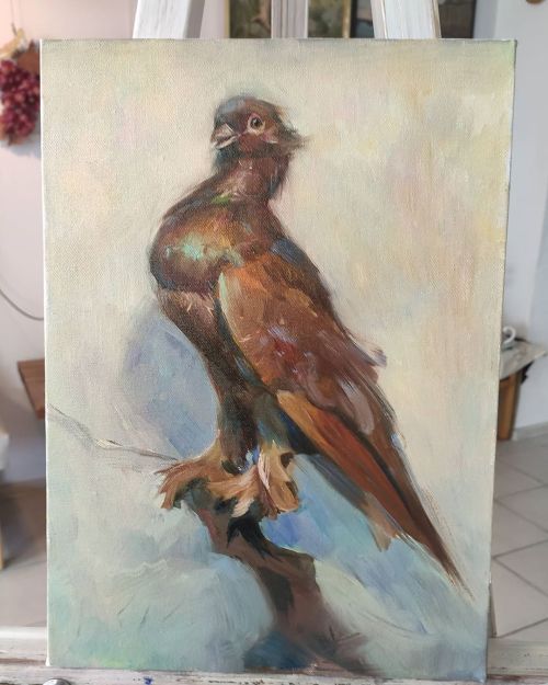 ipinguinolog