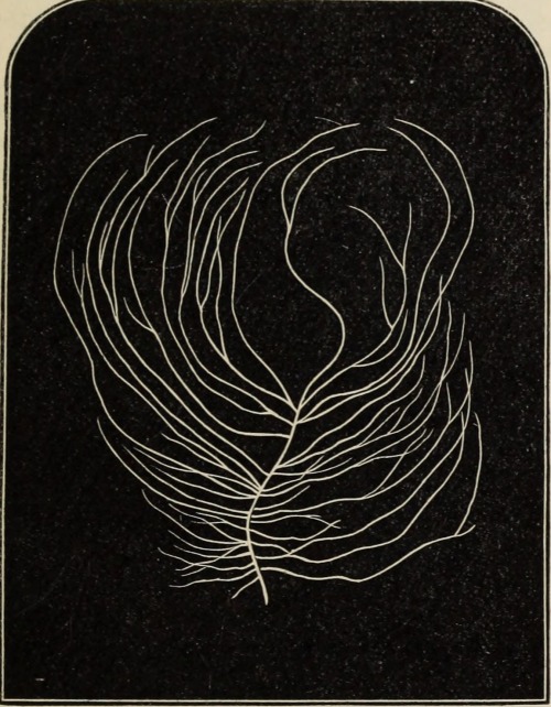 mizisham: Internet Archive Book Images Image from page 70 of “British marine algae : being a popular account of the seaweeds of Great Britain, their collection and preservation” (1873)https://www.flickr.com/photos/internetarchivebookimages 