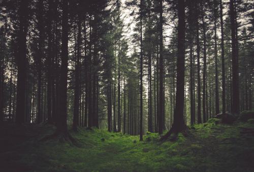 {Let’s escape into the woods for today’s Hump Day Happy Place.}