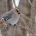 charlottemadison42:yomikoreadsbooks:thegunlady:TIL that the Audubon Society has released