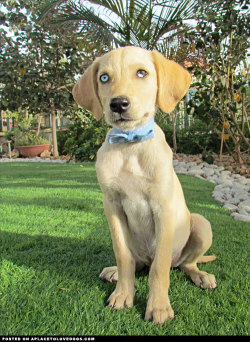 Aplacetolovedogs:  Lab Mix Puppy With The Most Beautiful Puppy Eyes Was Rescued On