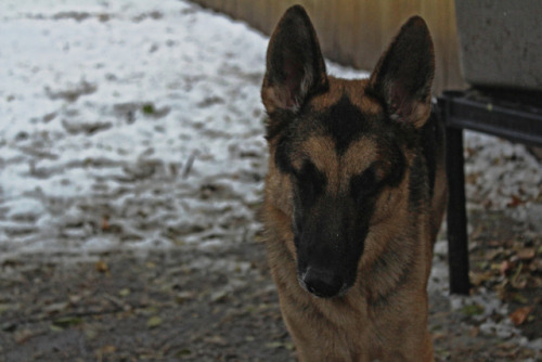 german shepherd