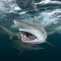 coffeentrees:  Photo by @thomaspeschak Things happened so quickly that I still don’t know if this shark was gaping at me or had just swallowed a sardine. Just a few inches from my underwater camera it turned on a dime and elegantly avoided what I was