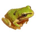 frogbestfriend avatar