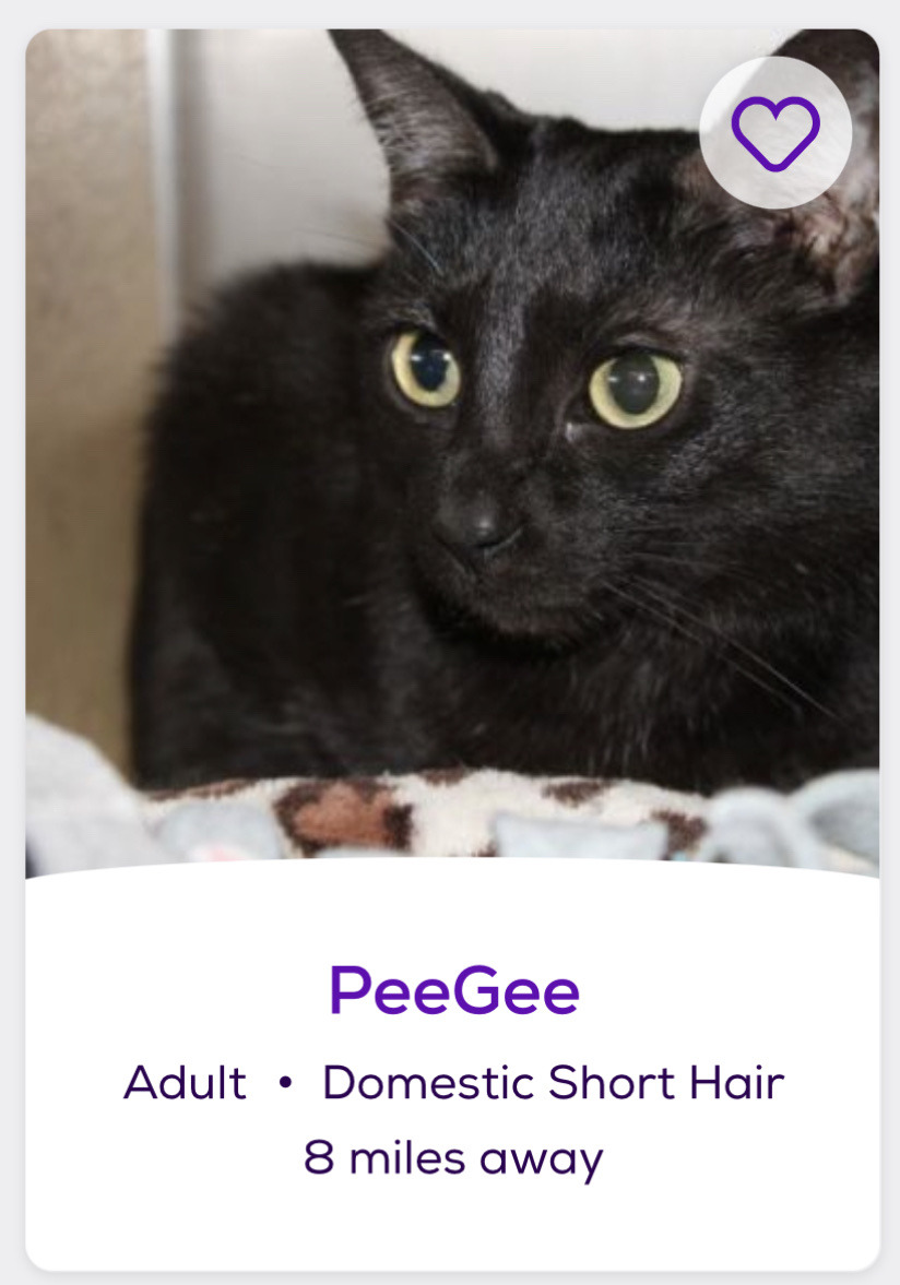 funny pet names found on the internet