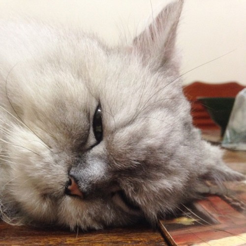 #cat #slept #hate #noise #angry #kitty