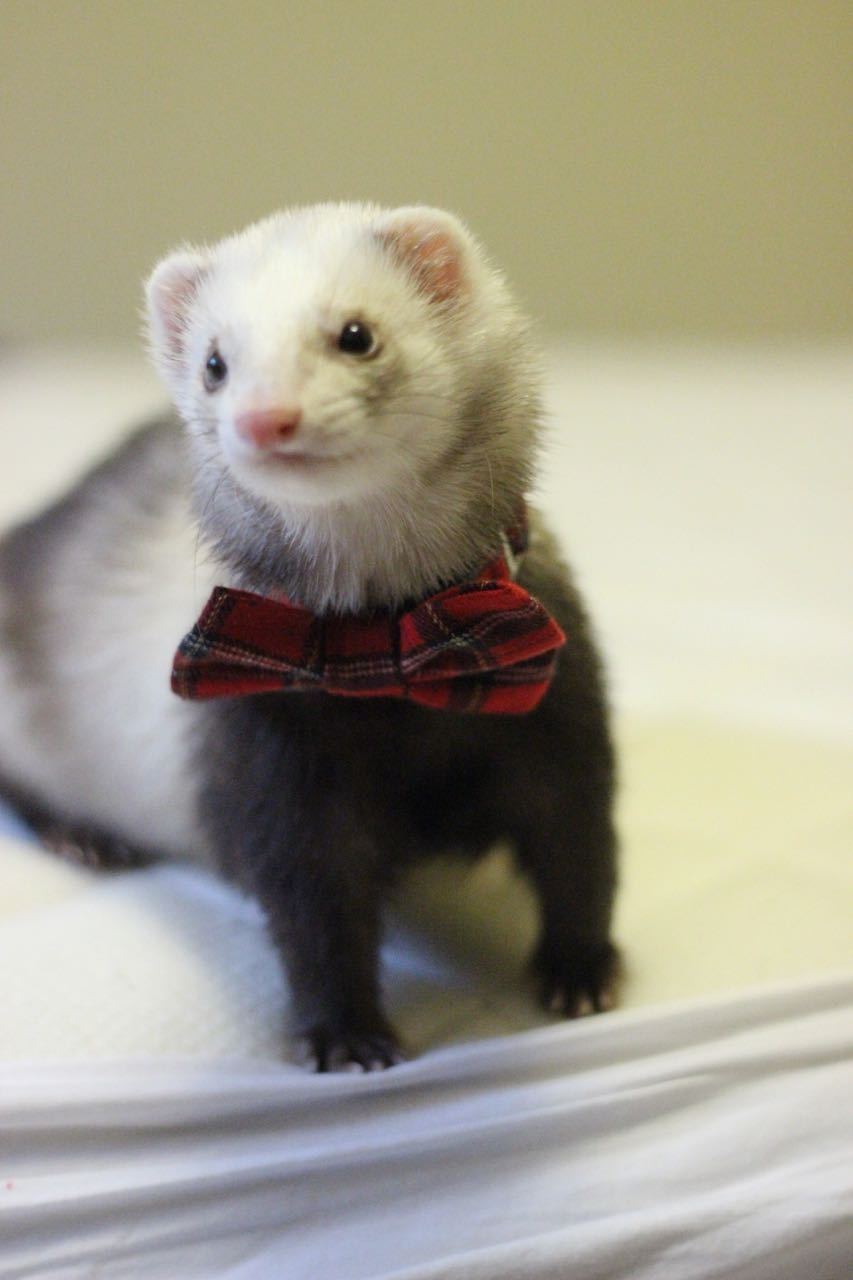 dooktrain:  Alice shows off her dapper side with a little smile :) 