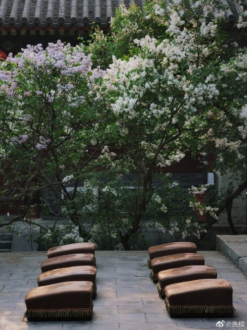 fuckyeahchinesegarden:lilac blossoms in fayuan temple法源寺 by 鱼樑