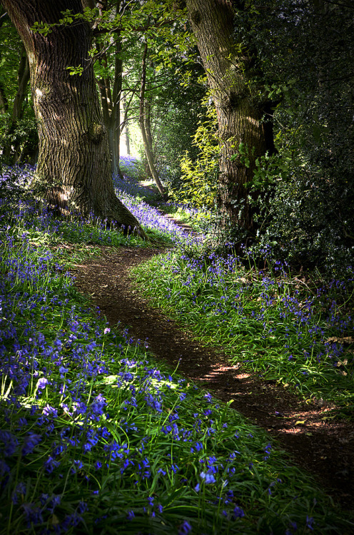 inspirationlane:Bluebell 02 (by Matt Oliver photography)