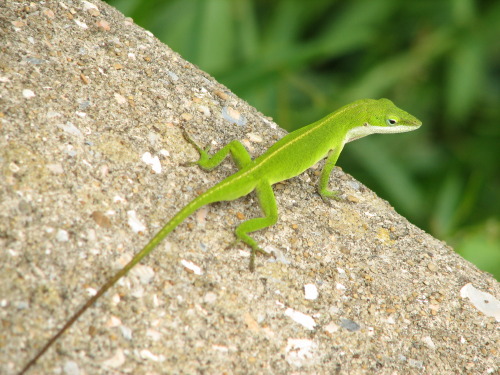 Photo Of The Day. Taken June 26th 2008 on Ocracoke Island.