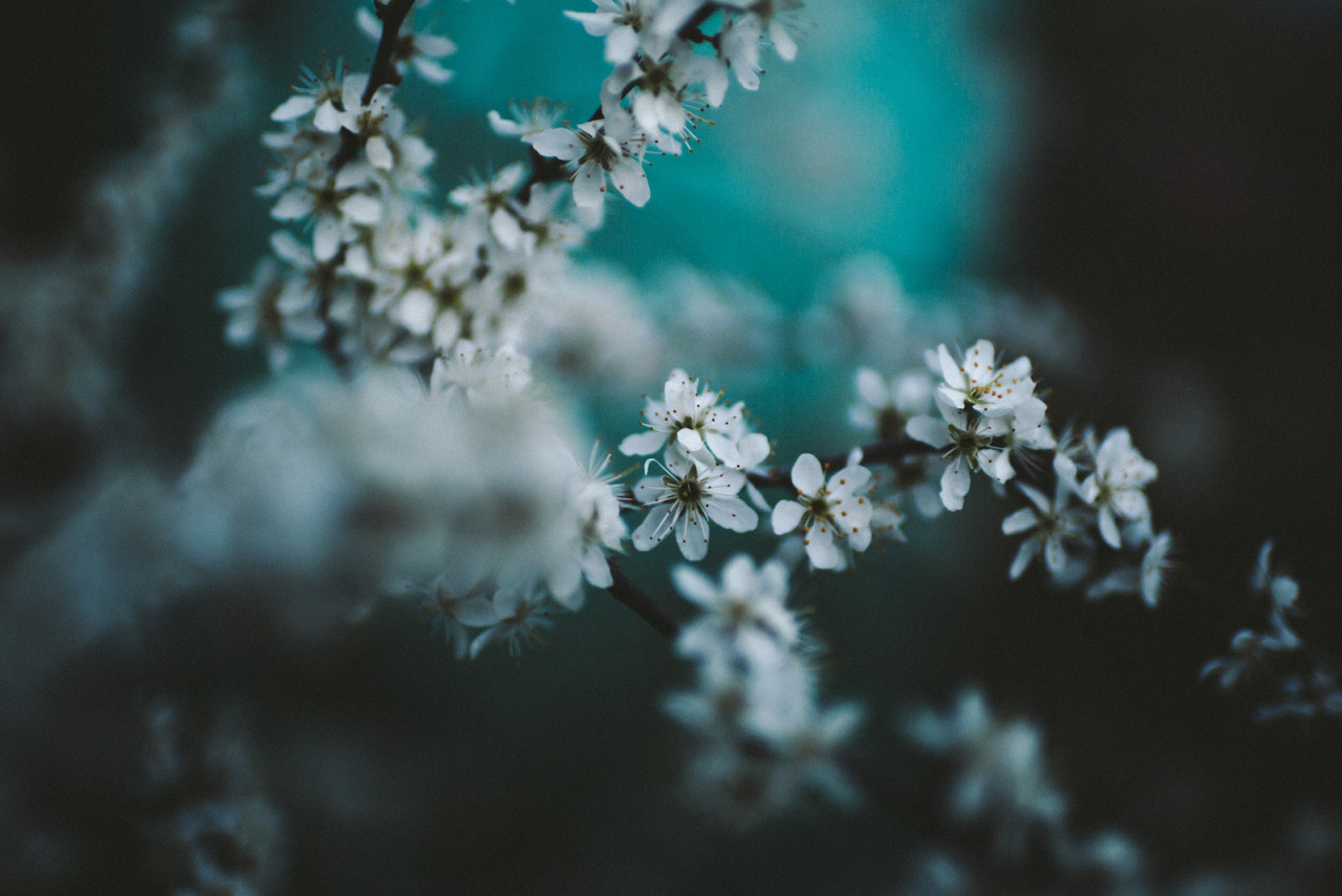 atraversso:  Sun, Trees and Love  by Daniel Fuchs 