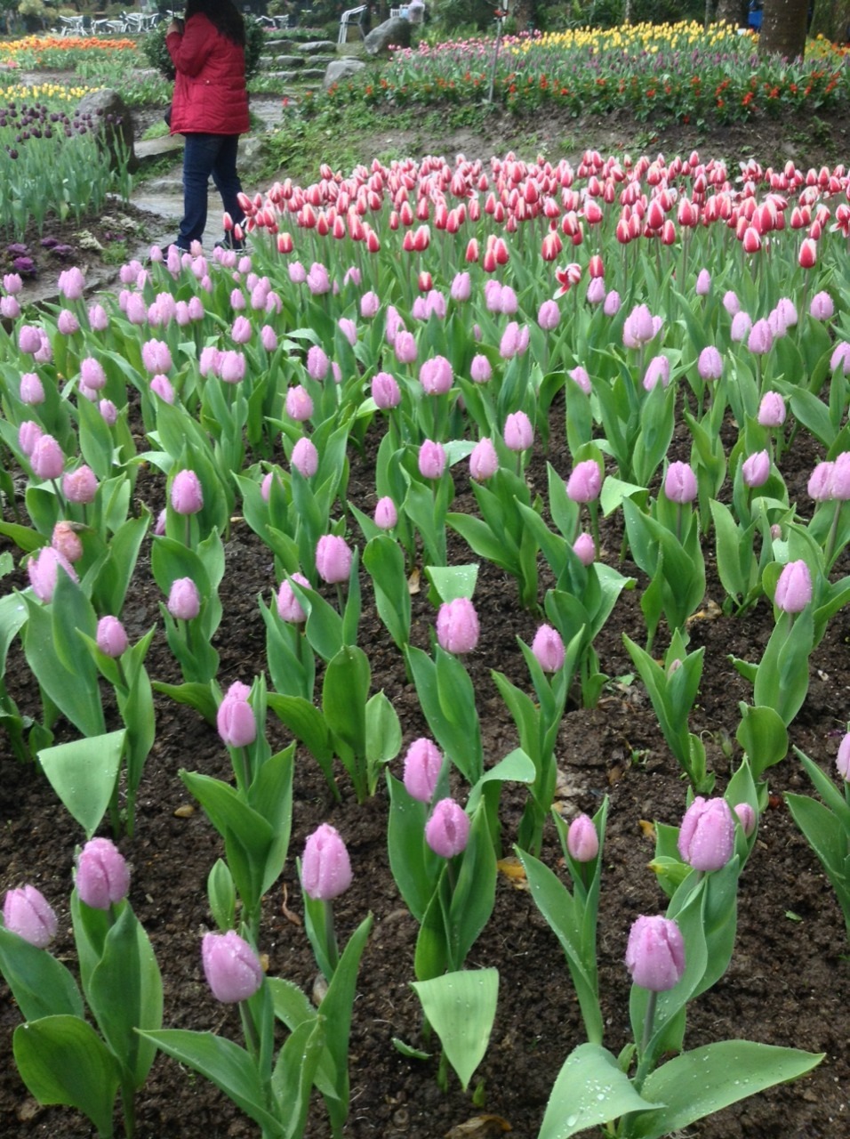 meijimie:  I LOVE SPRING 
