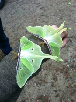 satr9:  New Hampshire moths are practically sparrows. Two Luna moths, and a Polyphemus moth 