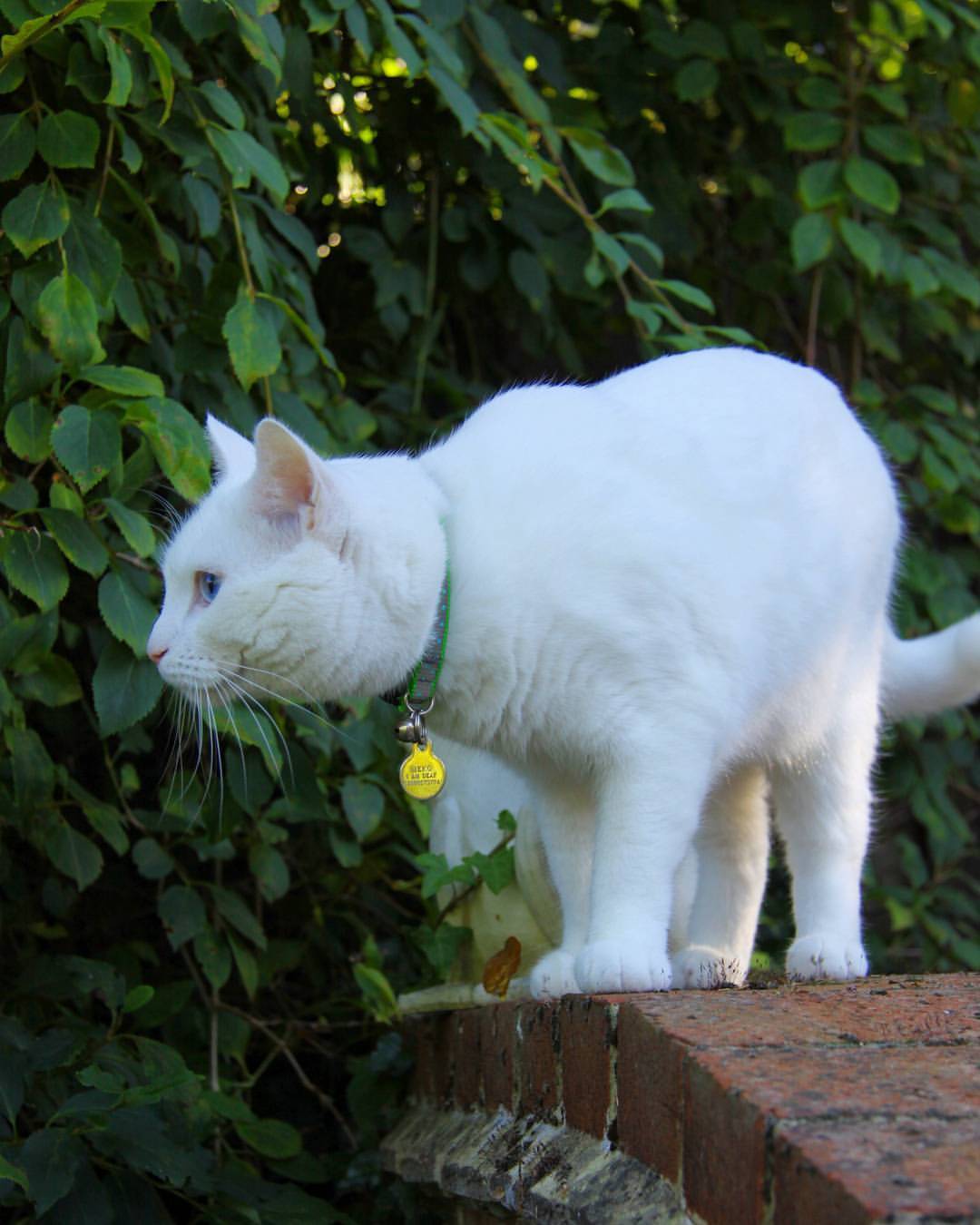 🐱🐱🐱    #meko #catstagram #catsofinstagram #whitecat #garden #cute #furbaby