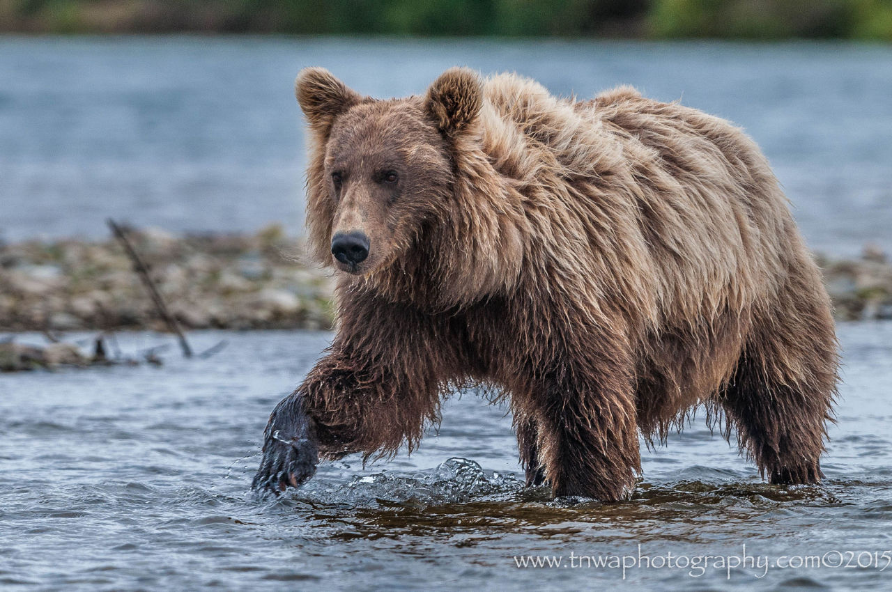 bears&ndash;bears&ndash;bears:  Wild &amp; Free by Debbie Tubridy