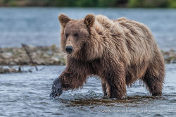 bears–bears–bears:  Wild &