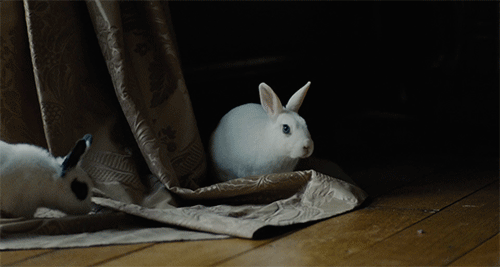 ofallingstar:The Favourite (2018)
