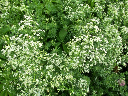 Galium, madder, or bedstraw, in bloom everywhere now, but easy to overlook. Lots of tiny white flowe