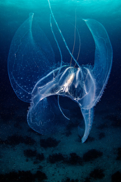 Leucothea sp. Jellyfish by Alexander Semenov.More blue here.
