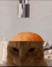 cosmicute: