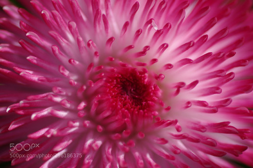 More Pink by FranckLefevre