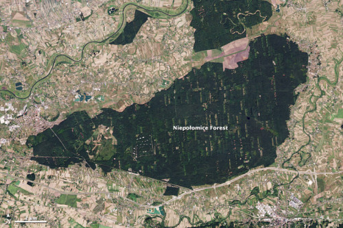 The Niepołomice Forest This image, taken by the Landsat 8 spacecraft, shows a remarkable forest in P