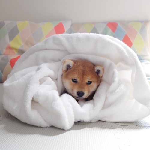 Featured image of post Tumblr Aesthetic Shiba Inu Aesthetic Discover more posts about shiba inu