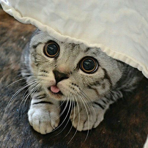 chubbycattumbling:  Cute yeah