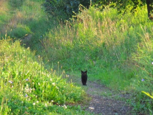 cryblueofzamorak: geopsych: And then there was the day a little black cat showed up while I was out 