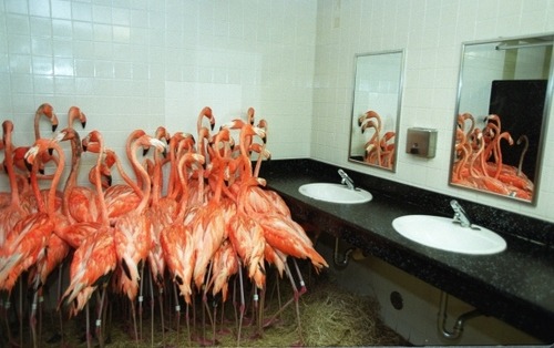 keepyourpebbles:
“SCIENCE FACT: Sometimes all the flamingos need to touch up their makeup at the same time.
WEIRD TRUTH: I am not making that up. They probably don’t use the ladies’ room, though.
(image source)
”