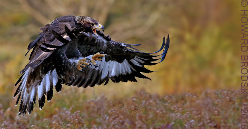 Archives… “Sloki” at the CRC stunning Juvenile Golden Eagle…..“EXPLO