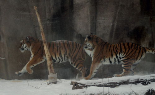 stuffidraw: tigers in the snow at the milwaukee county zoo