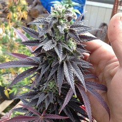 weedporndaily:  More #jacked-up a bit closer