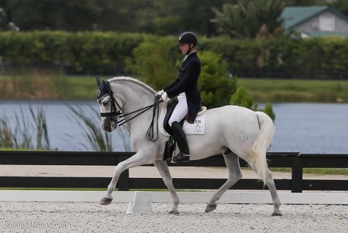 Esmaltado IVAndalusian, Gelding15.3hhBorn 1999