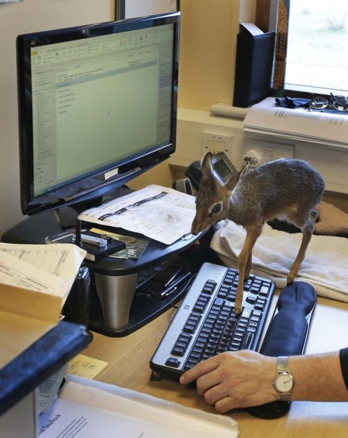 insideachrysaliswrithing: tournesolmange-homme: Aluna the dik dik is only 8 inches tall. She didn&rs
